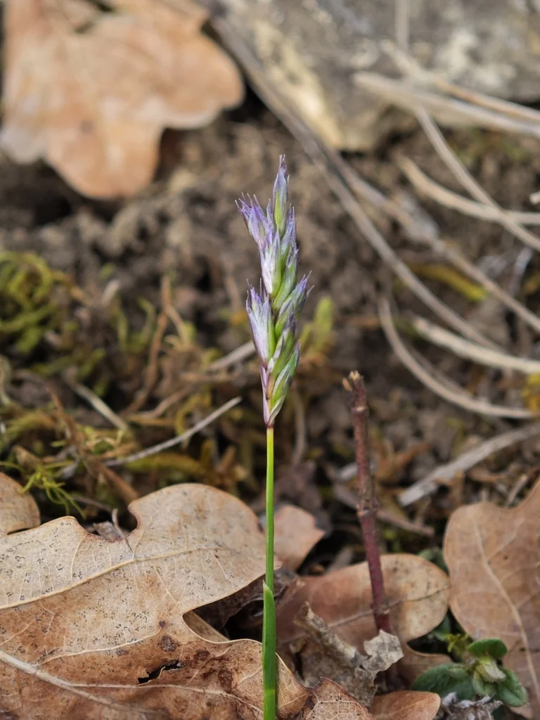 Sesleria Caerulea