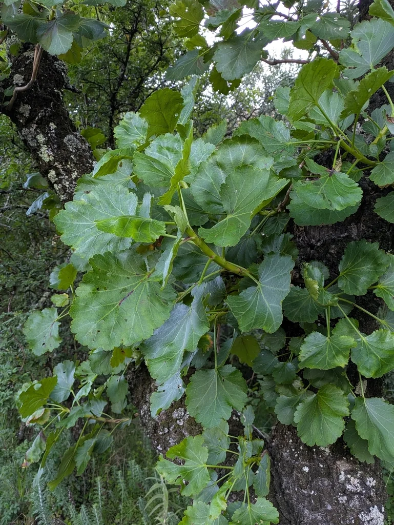 Greyia Sutherlandii