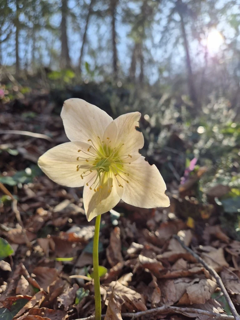 Helleborus Niger