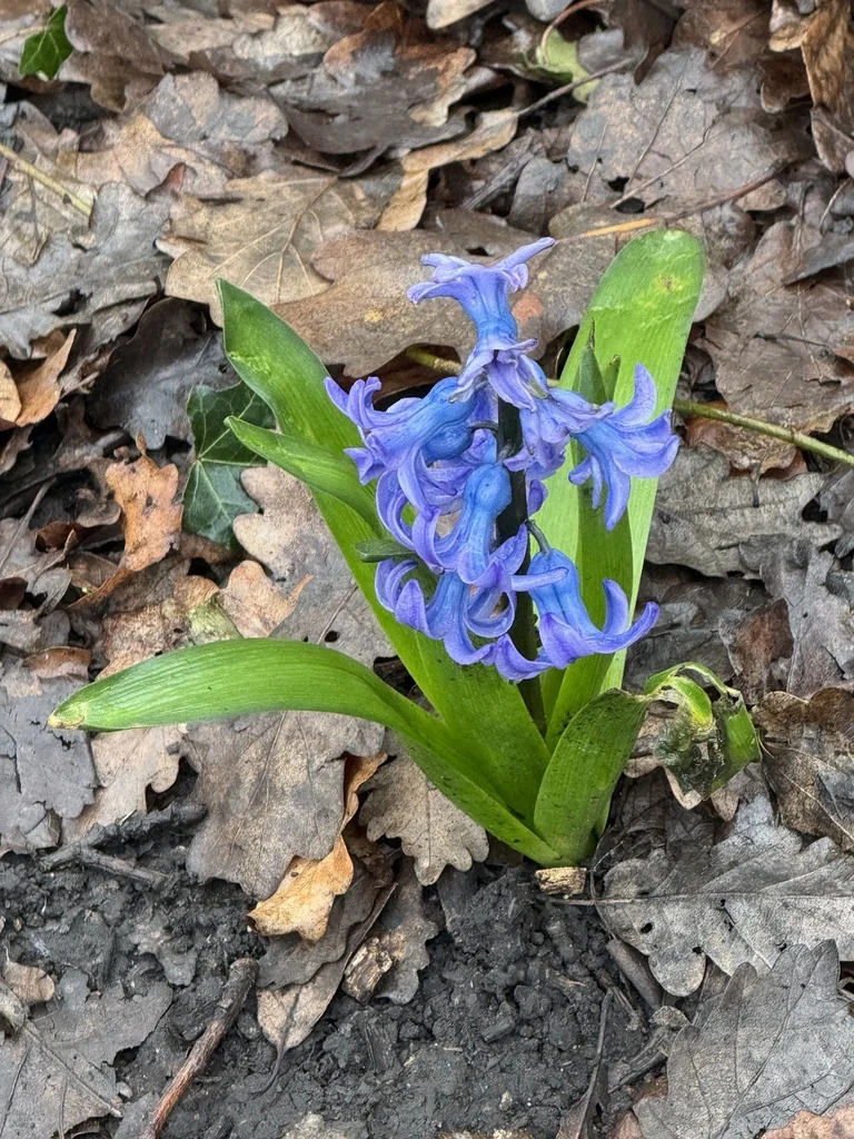 Hyacinthus Orientalis