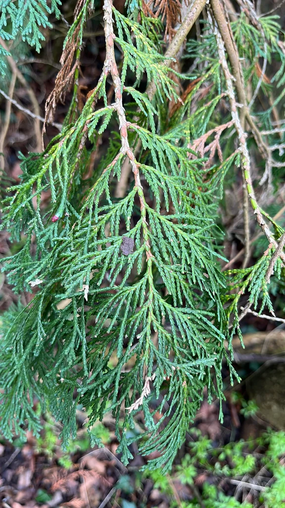 Chamaecyparis lawsoniana