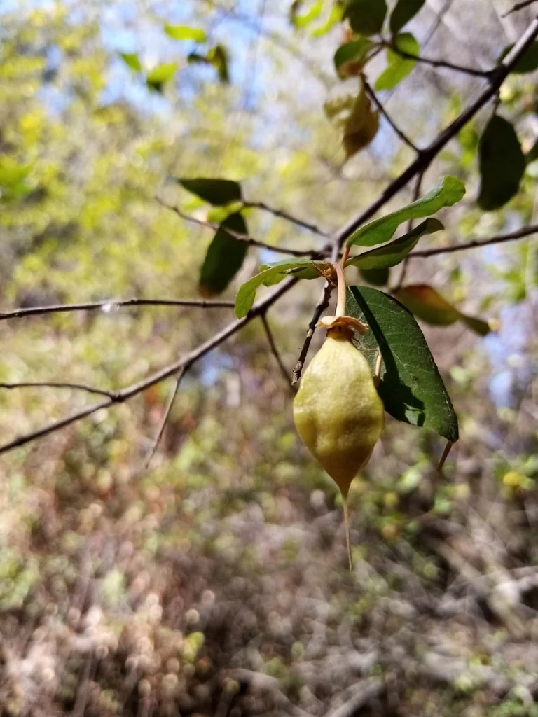Crinodendron Patagua