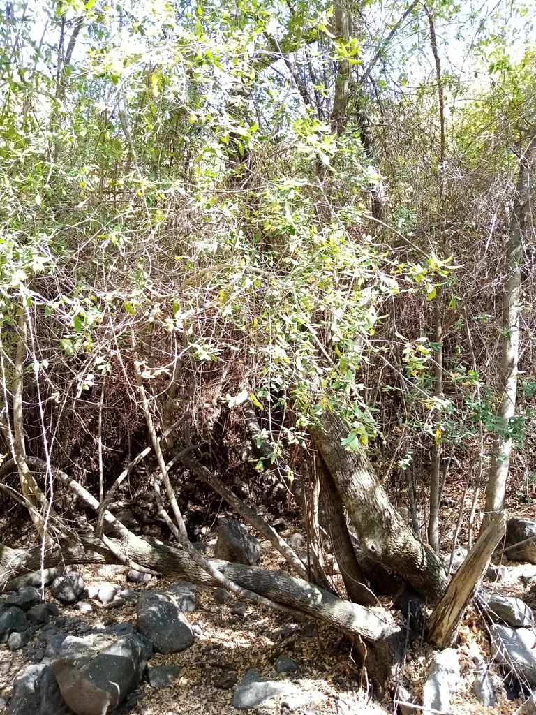 Crinodendron Patagua