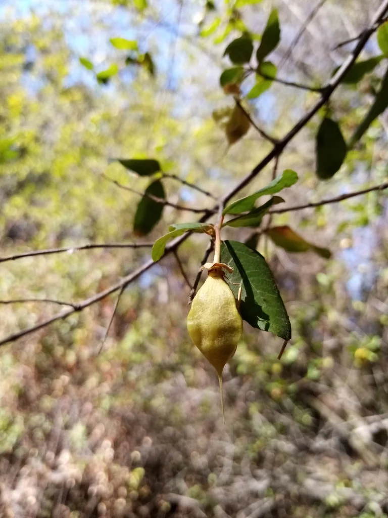 Crinodendron Patagua