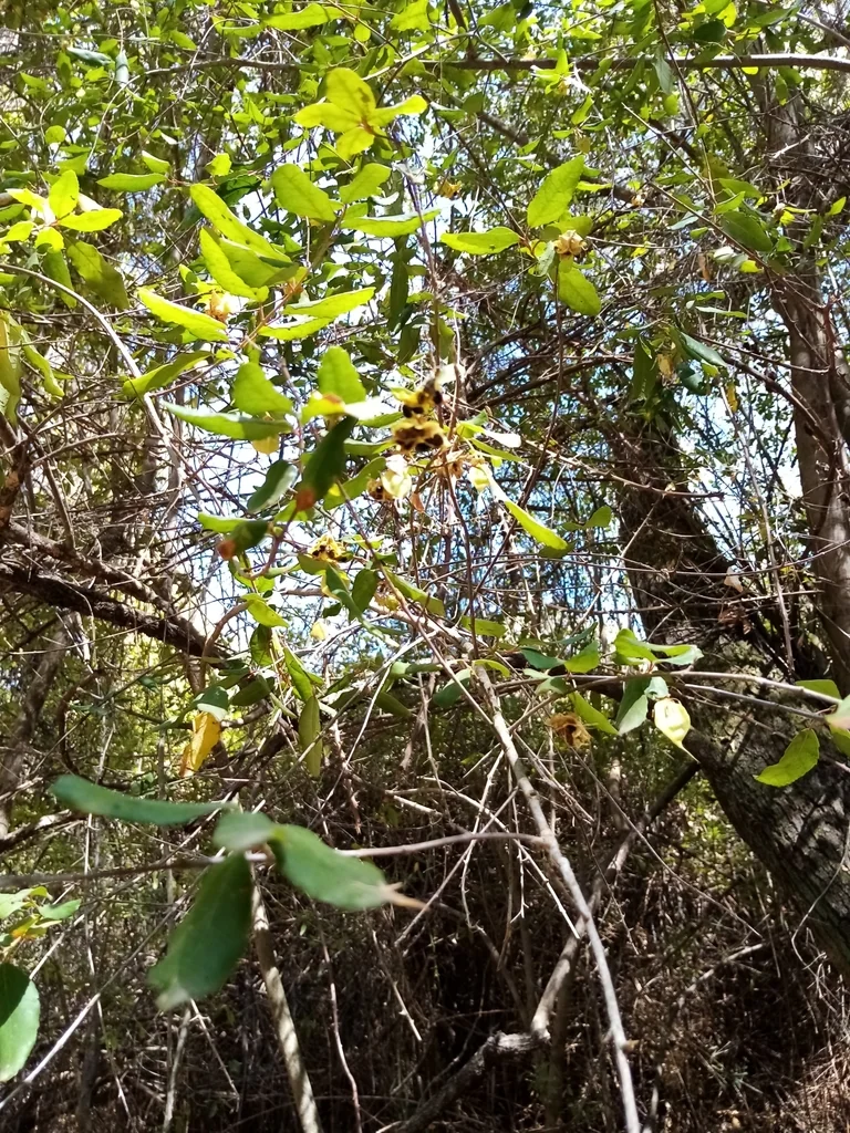 Crinodendron Patagua