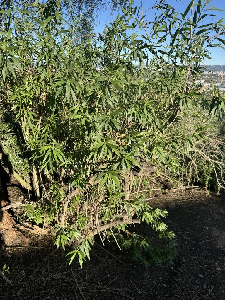 Baccharis Salicifolia