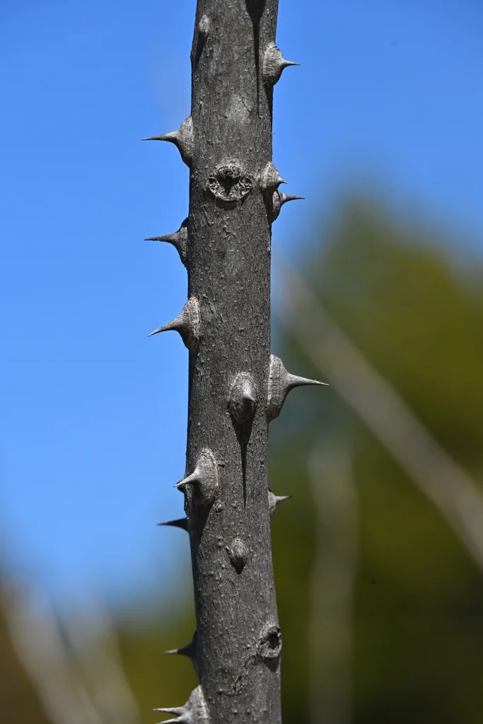 Zanthoxylum Clava-Herculis