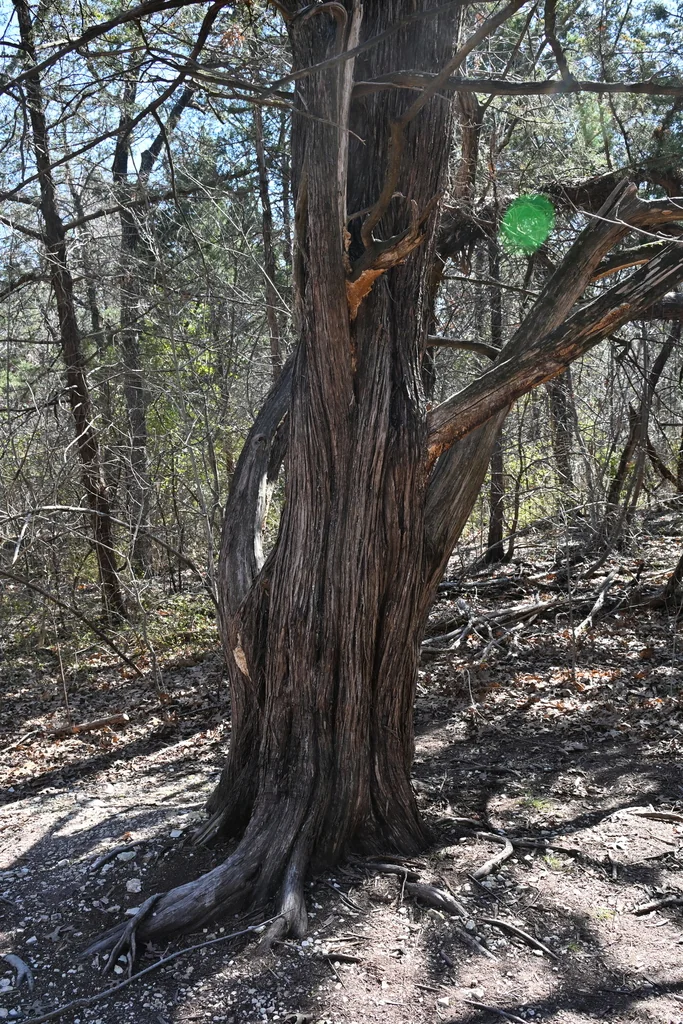 Juniperus Ashei