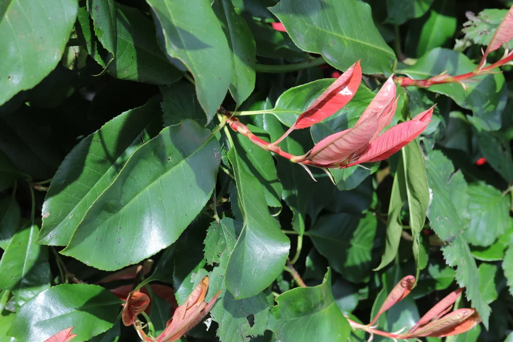 Photinia X Fraseri