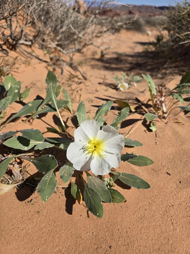 Oenothera Deltoides