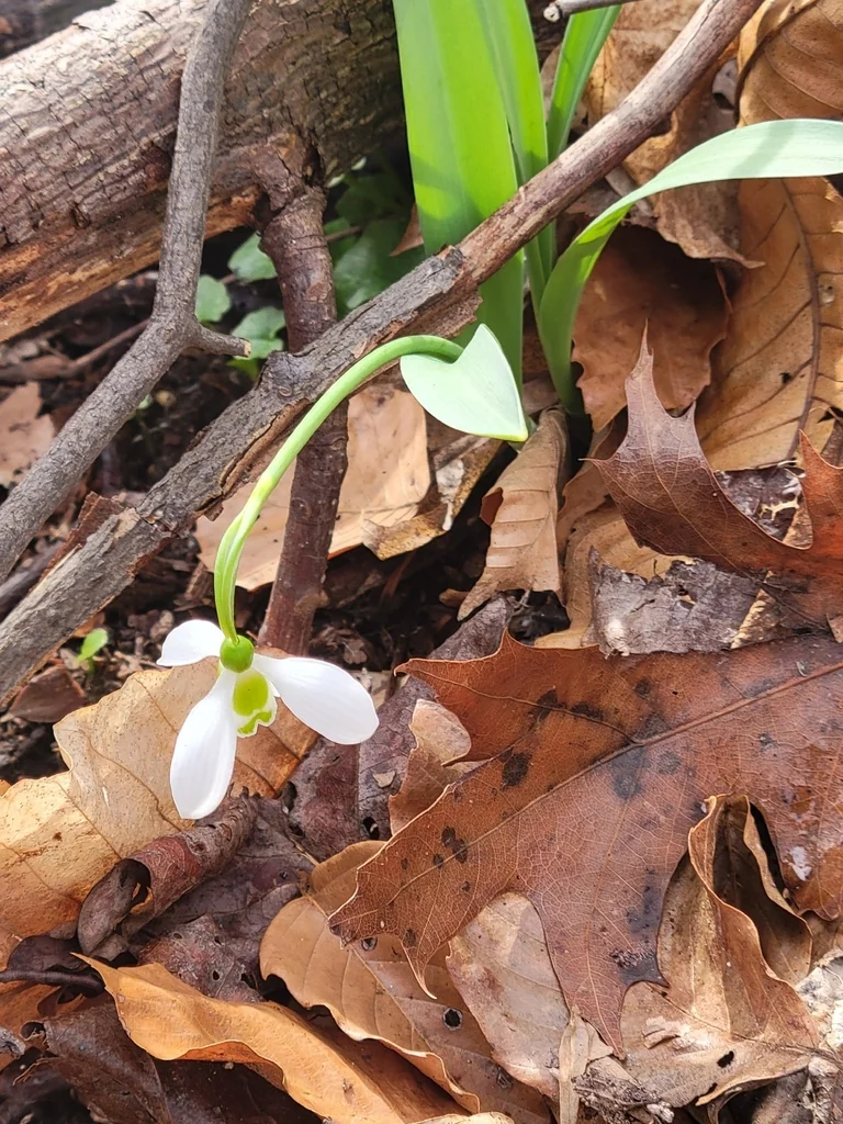 Galanthus Elwesii