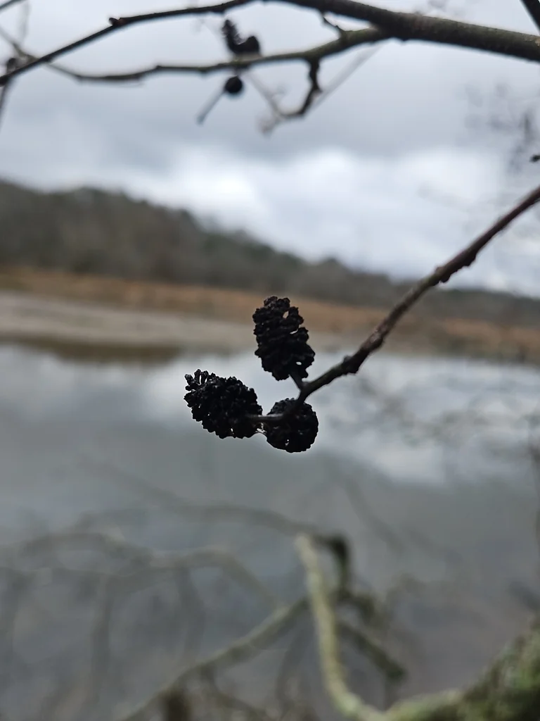 Alnus Serrulata