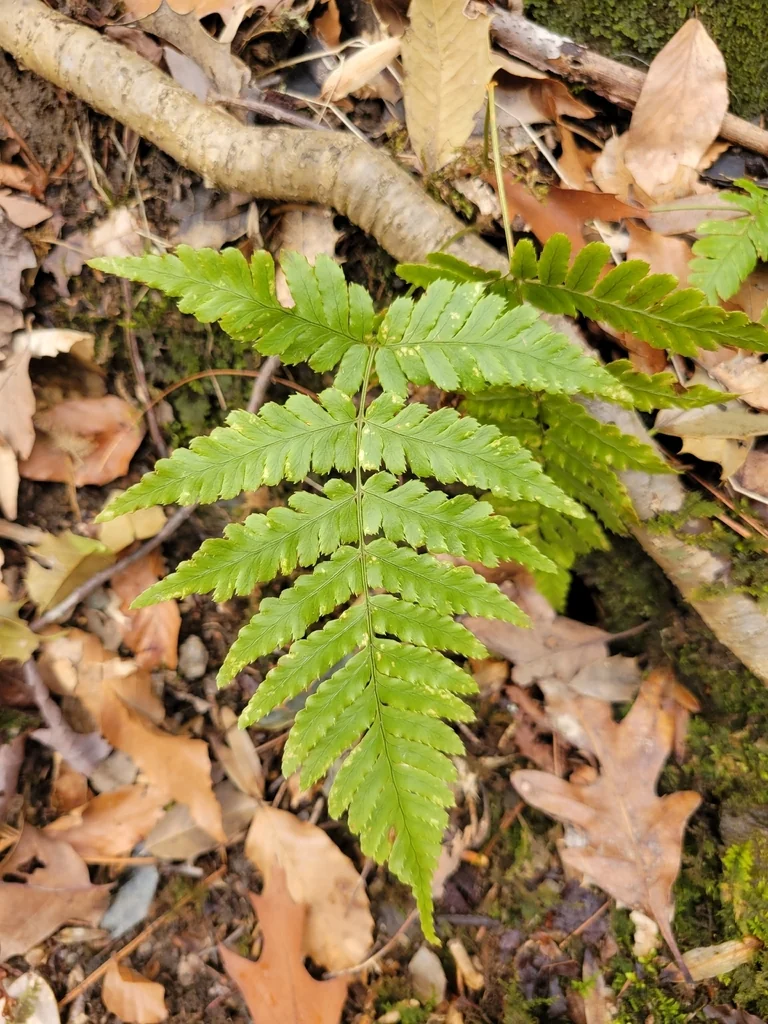 Dryopteris erythrosora