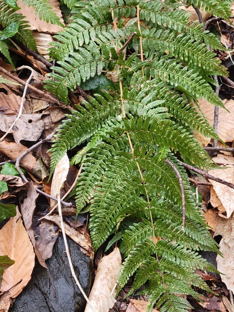 Dryopteris erythrosora