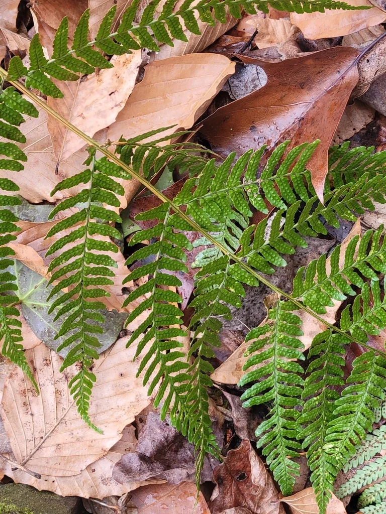Dryopteris erythrosora