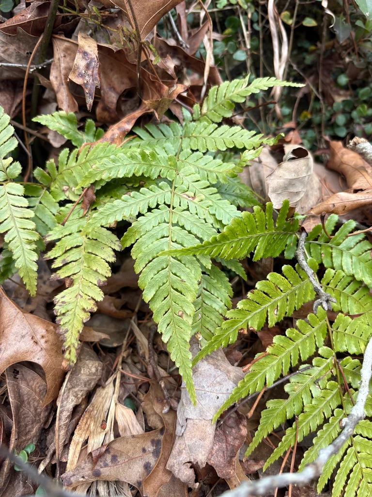 Dryopteris erythrosora