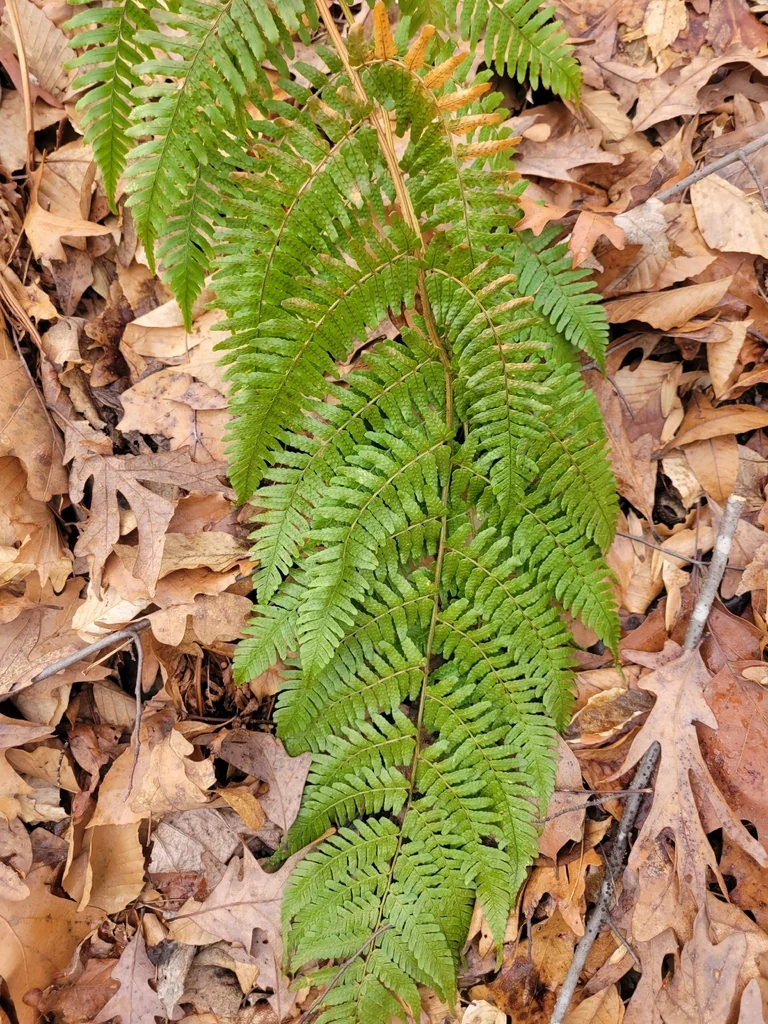 Dryopteris erythrosora