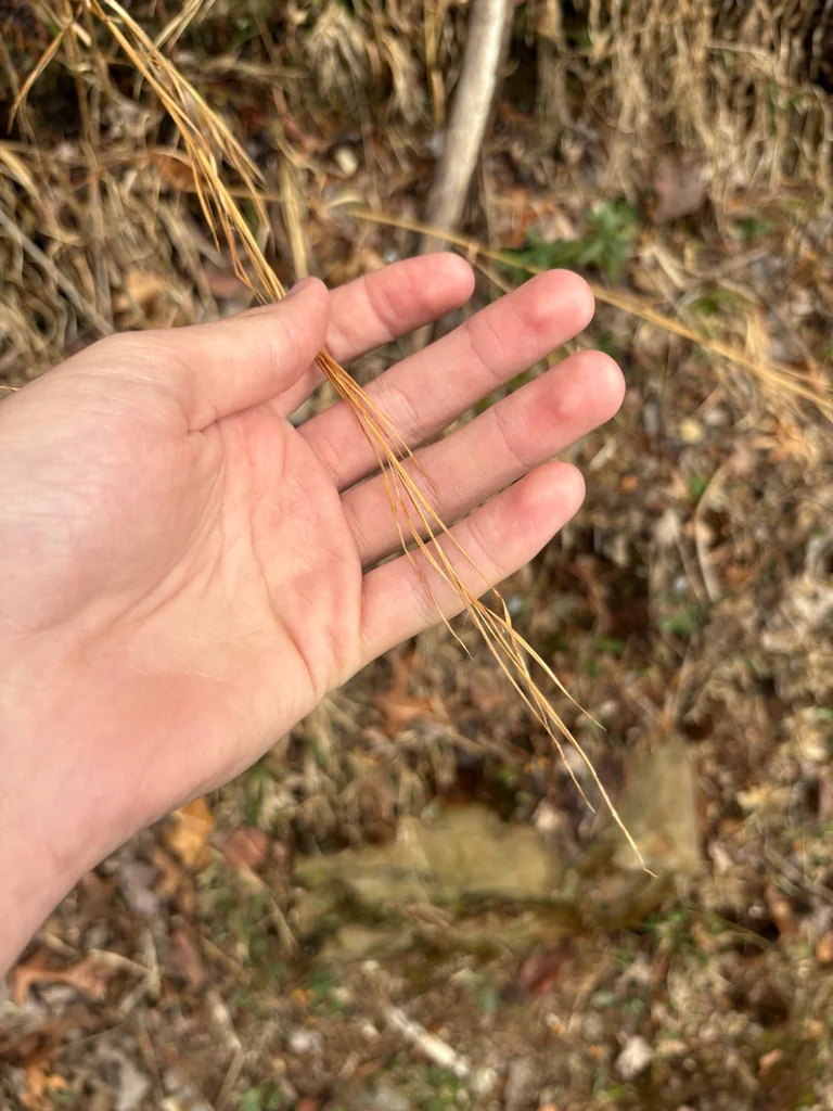 Andropogon Virginicus