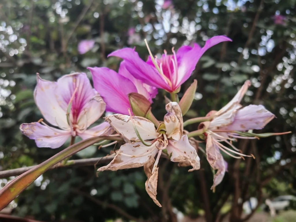 Bauhinia Variegata