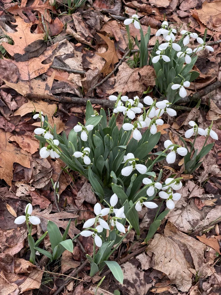 Galanthus Elwesii
