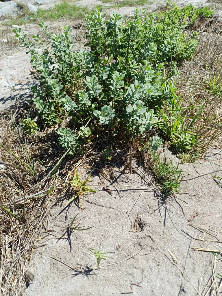 Salvia Africana-Lutea