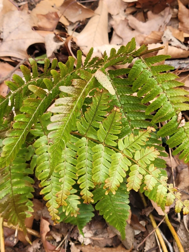 Dryopteris erythrosora