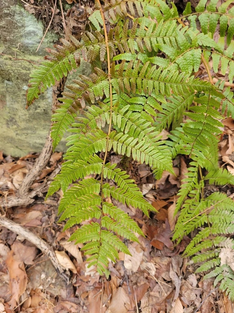 Dryopteris erythrosora