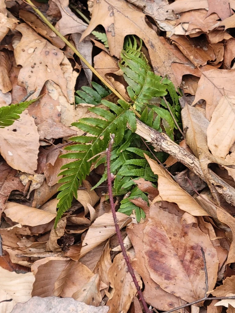 Dryopteris erythrosora