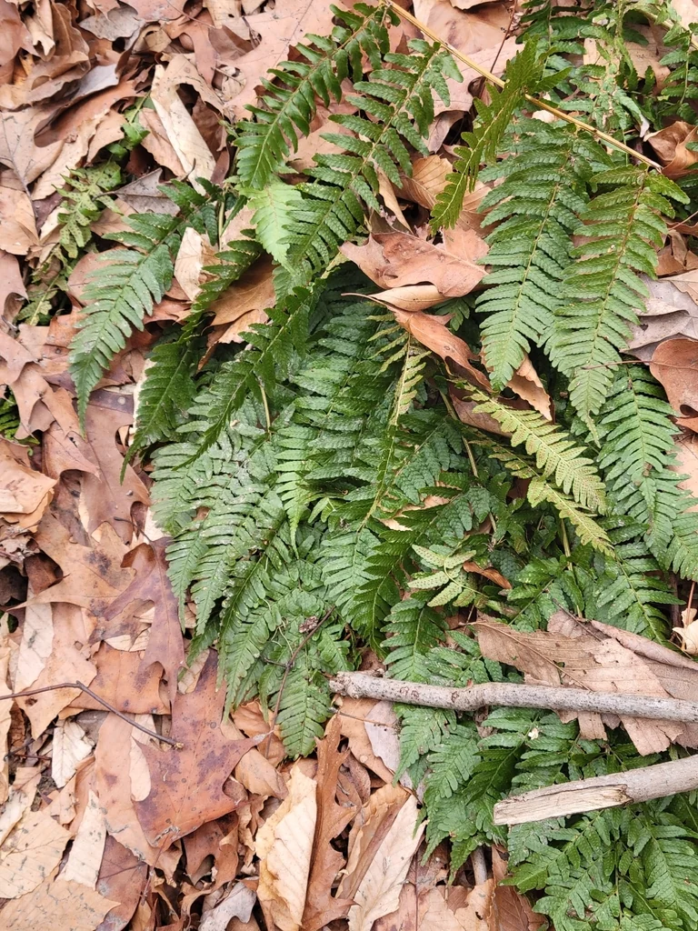 Dryopteris erythrosora