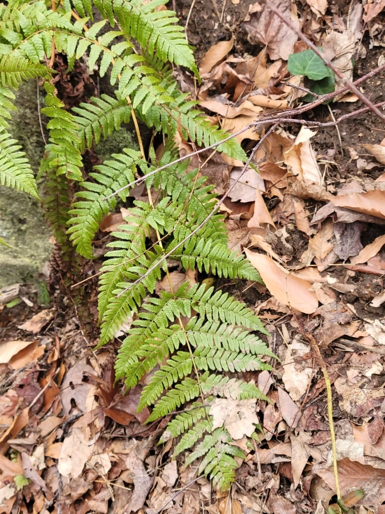 Dryopteris erythrosora
