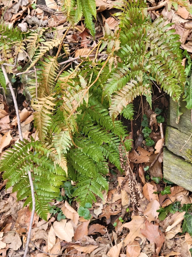 Dryopteris erythrosora