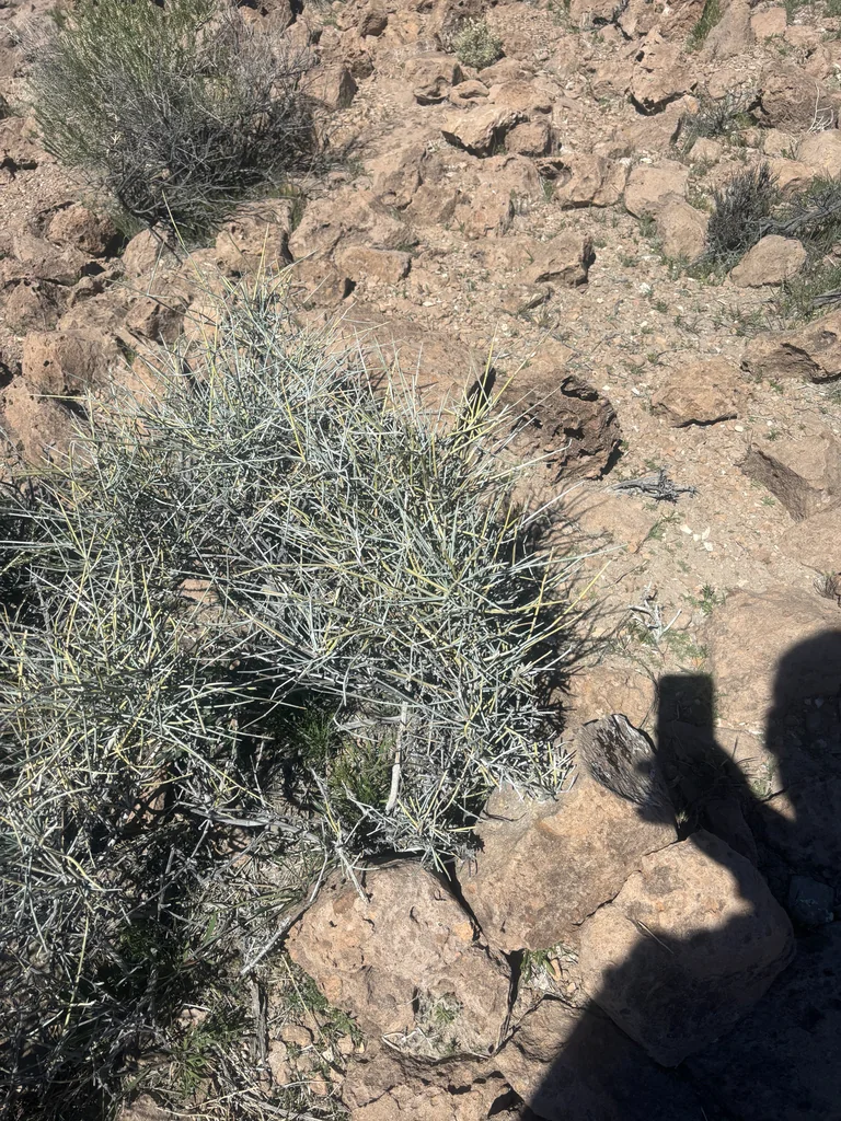 Ephedra Nevadensis