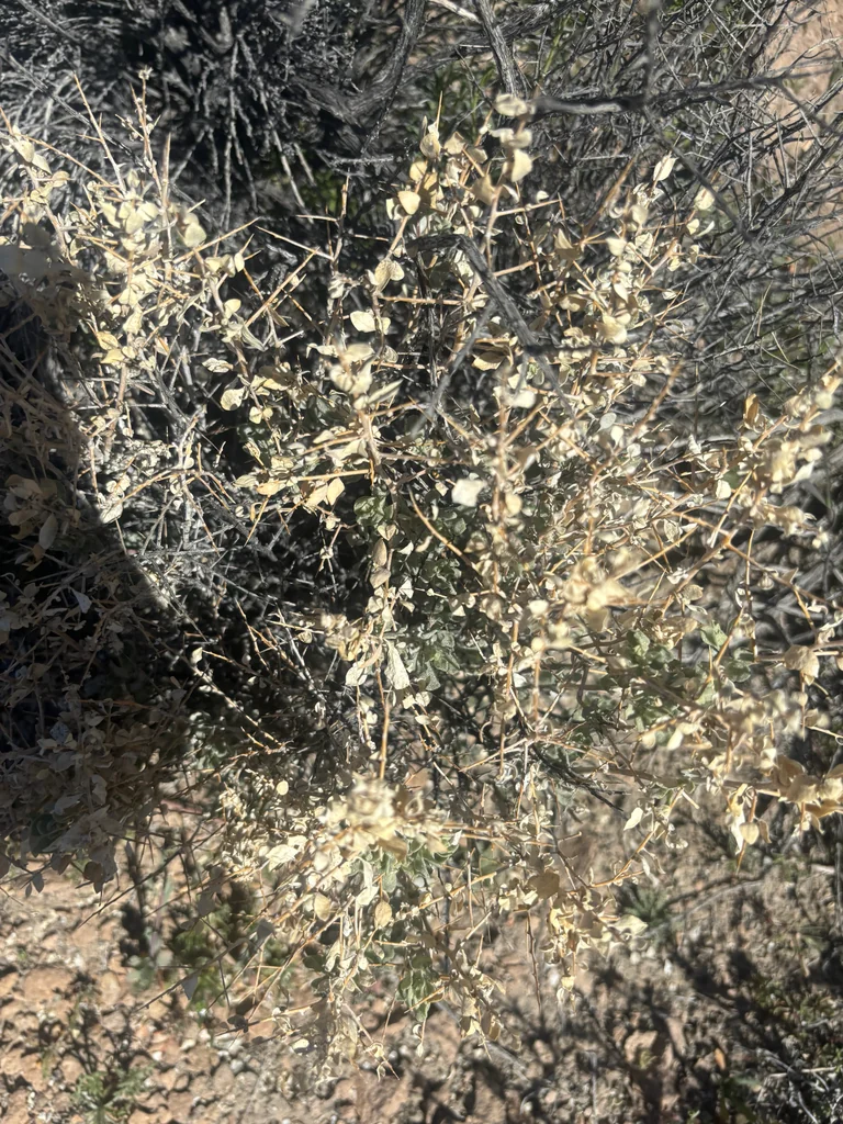 Atriplex Confertifolia