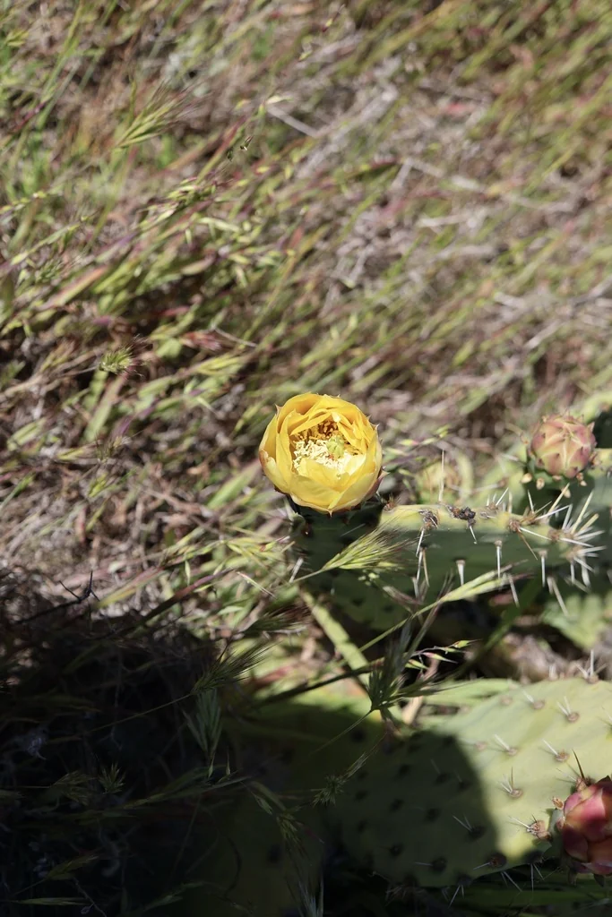 Opuntia littoralis