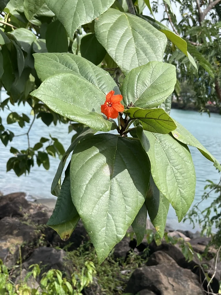 Cordia Sebestena