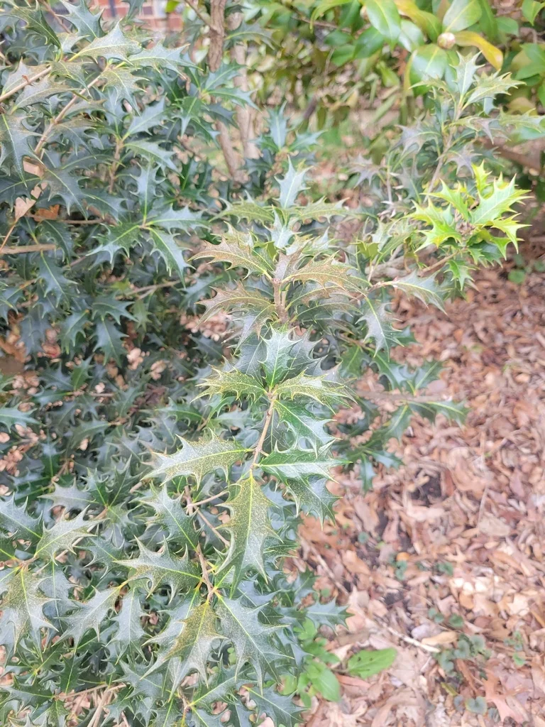 Osmanthus Heterophyllus
