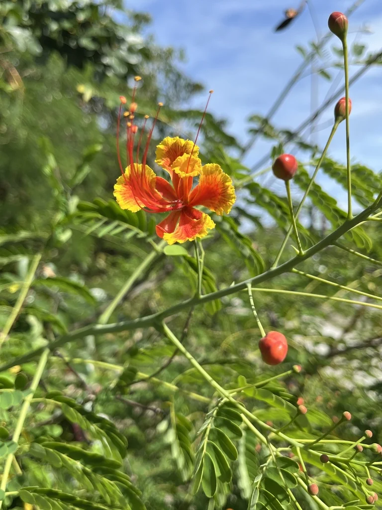 Caesalpinia Pulcherrima