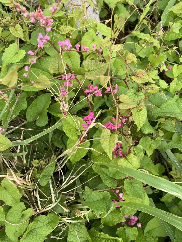 Antigonon Leptopus