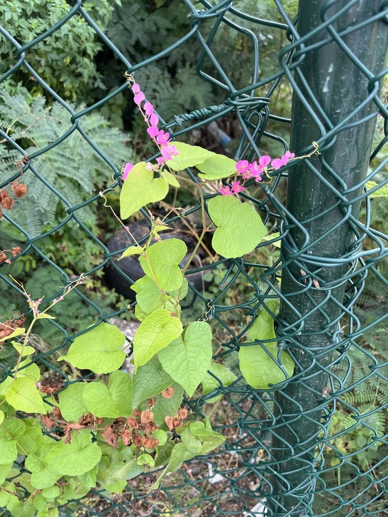 Antigonon Leptopus