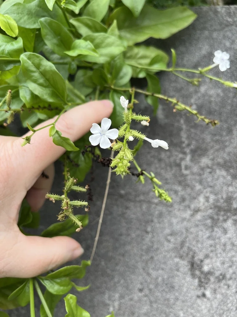 Plumbago Scandens
