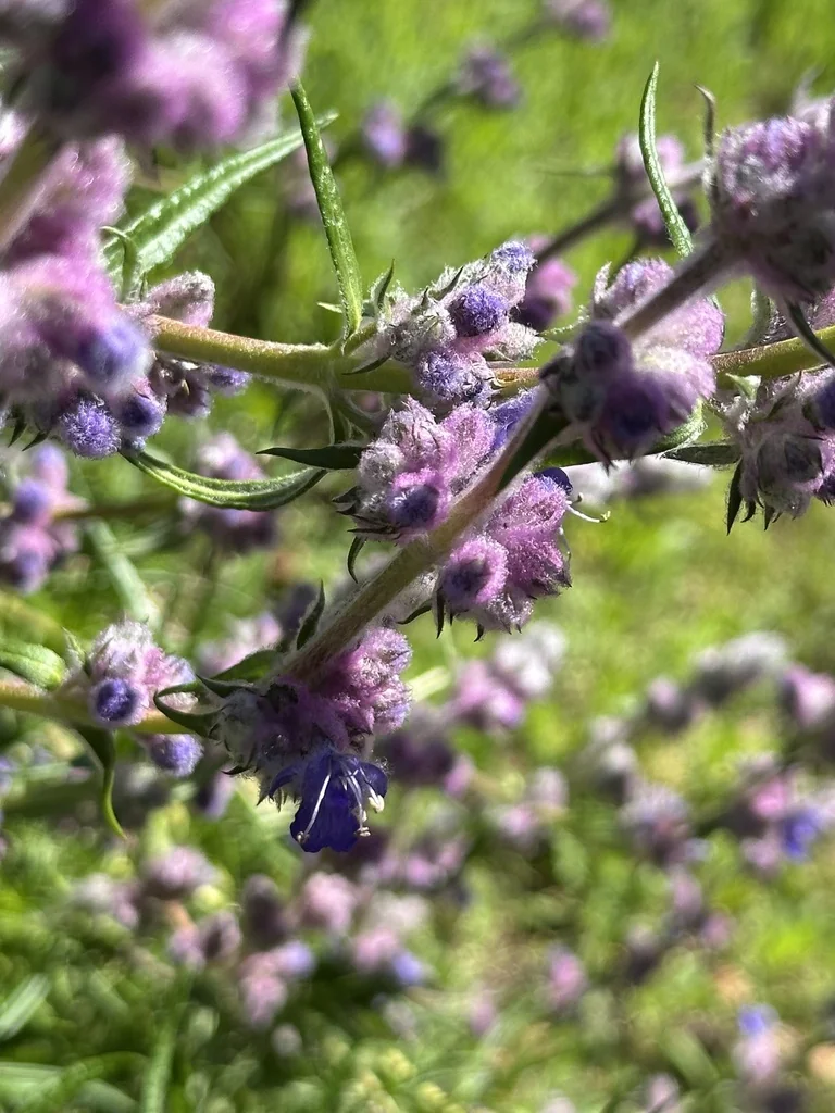 Trichostema Lanatum