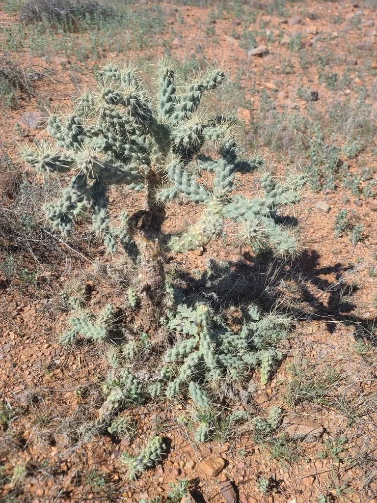 Opuntia Fulgida