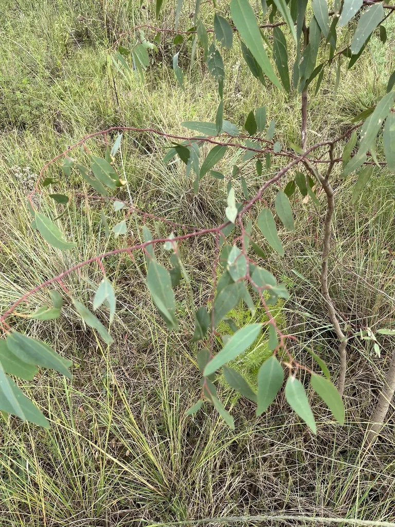Eucalyptus Camaldulensis