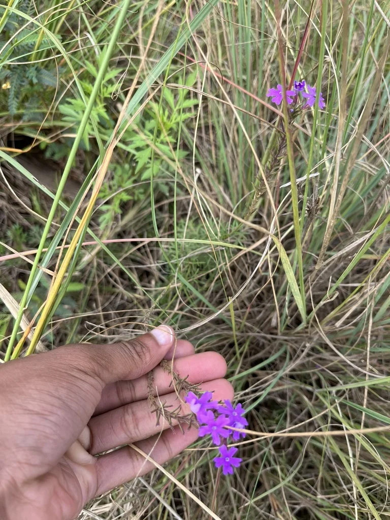 Verbena Tenuisecta