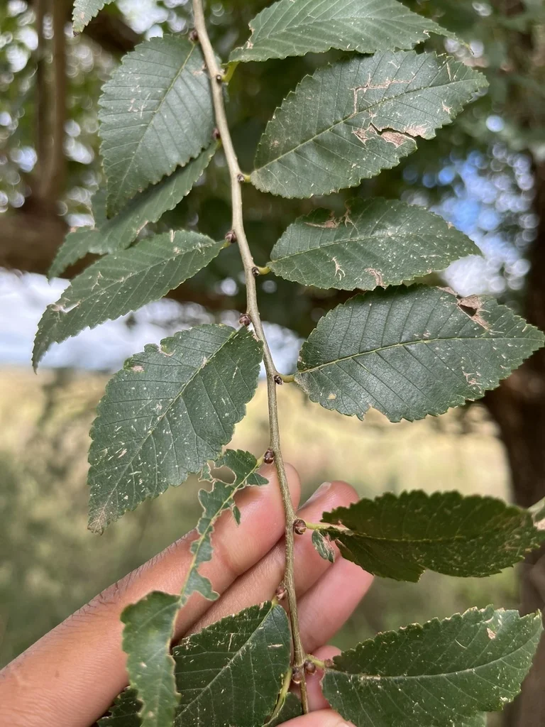 Ulmus Parvifolia