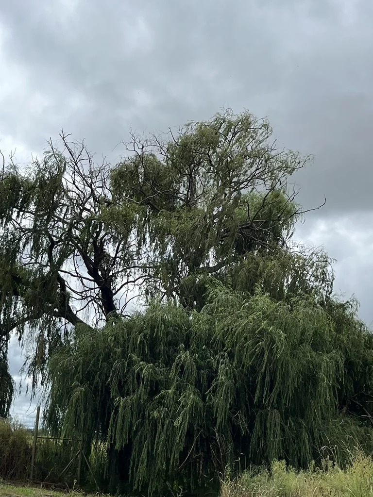 Salix Matsudana