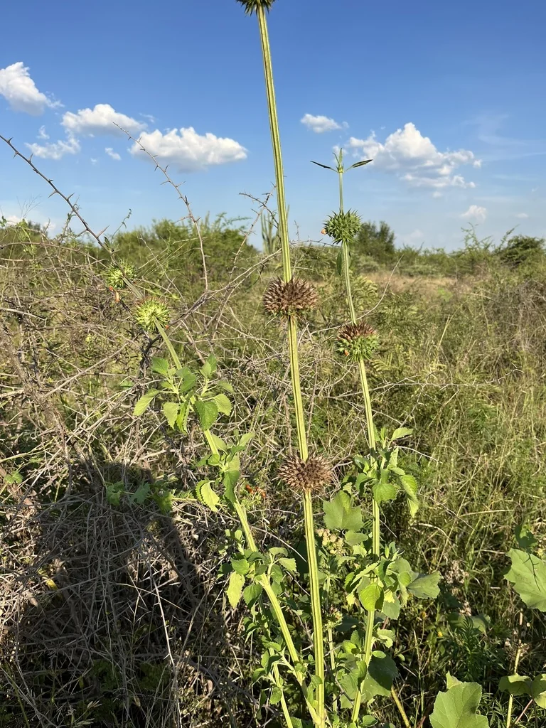 Leonotis Nepetifolia