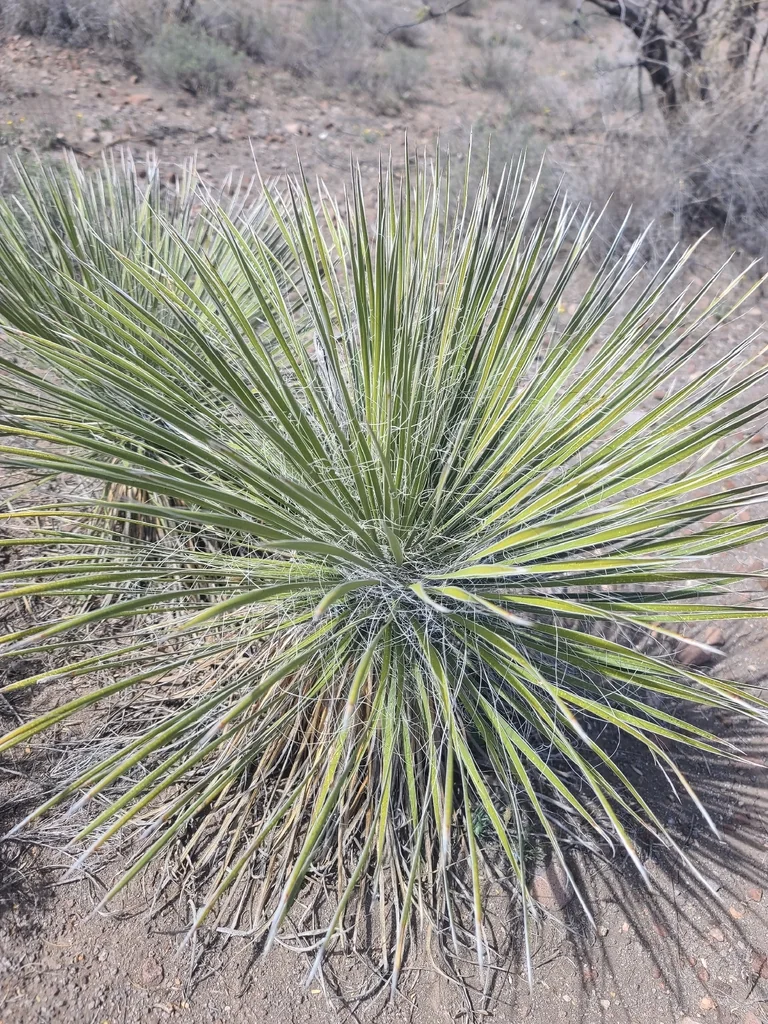 Yucca Elata