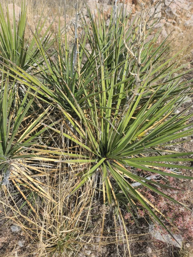 Yucca Baccata