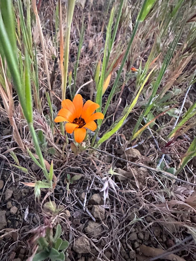 Dimorphotheca Aurantiaca